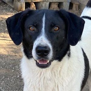 Grecco, geb. ca. 11 2022, lebt in GRIECHENLAND, im städt. Tierheim Serres