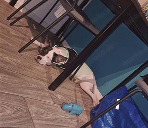 American Bully Schäferhund Mischling 