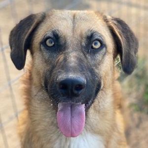 Stübi, geb. ca. 05 2023, lebt in GRIECHENLAND, im städt. Tierheim Serres