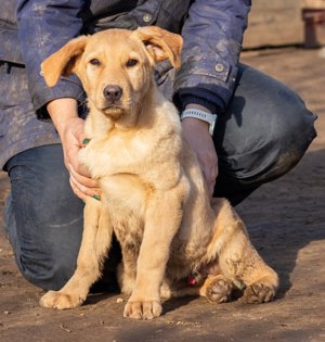 Manuel, ein herzallerliebster Junhhund
