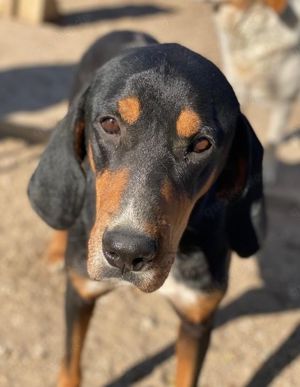 Joker, geb. ca. 11 2021, lebt in GRIECHENLAND, im städt. Tierheim Serres  Bild 4