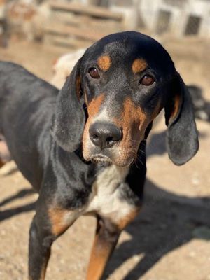 Joker, geb. ca. 11 2021, lebt in GRIECHENLAND, im städt. Tierheim Serres  Bild 3