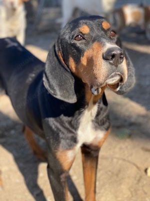 Joker, geb. ca. 11 2021, lebt in GRIECHENLAND, im städt. Tierheim Serres  Bild 10