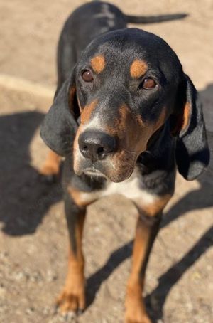 Joker, geb. ca. 11 2021, lebt in GRIECHENLAND, im städt. Tierheim Serres  Bild 6