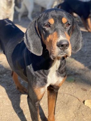 Joker, geb. ca. 11 2021, lebt in GRIECHENLAND, im städt. Tierheim Serres  Bild 8