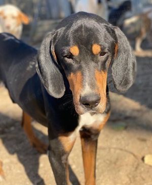 Joker, geb. ca. 11 2021, lebt in GRIECHENLAND, im städt. Tierheim Serres  Bild 9