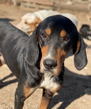 Joker, geb. ca. 11 2021, lebt in GRIECHENLAND, im städt. Tierheim Serres  Bild 5