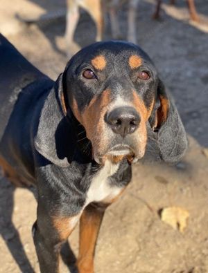 Joker, geb. ca. 11 2021, lebt in GRIECHENLAND, im städt. Tierheim Serres  Bild 7