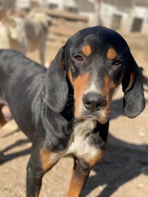 Joker, geb. ca. 11 2021, lebt in GRIECHENLAND, im städt. Tierheim Serres  Bild 2