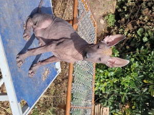 Xoloitzcuintle Welpe