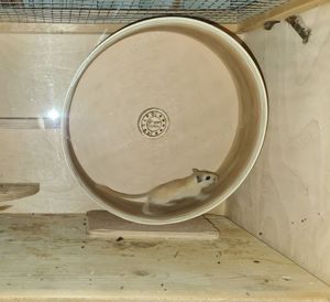 2 Rennmausmännchen abzugeben
