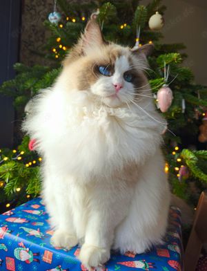 Ragdoll Deckkater mit Stammbaum. Champion Bild 7