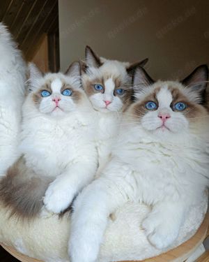 Ragdoll Deckkater mit Stammbaum. Champion Bild 6