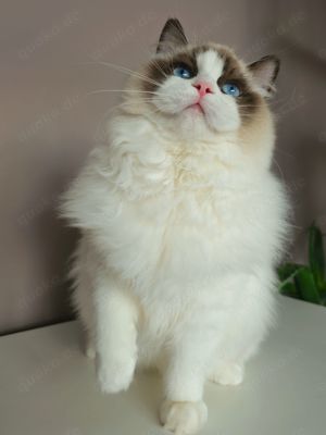 Ragdoll Deckkater mit Stammbaum. Champion Bild 8