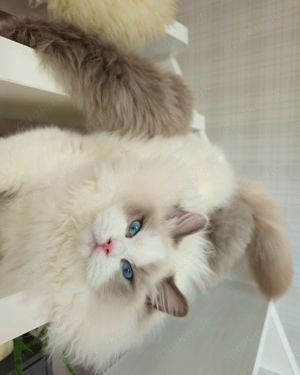Ragdoll Deckkater mit Stammbaum. Champion Bild 9