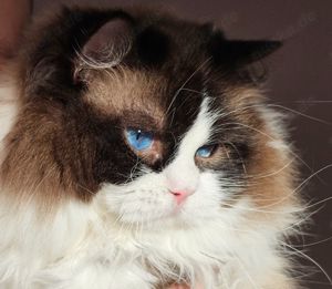 Ragdoll Deckkater mit Stammbaum. Champion