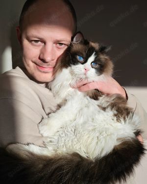 Ragdoll Deckkater mit Stammbaum. Champion Bild 2