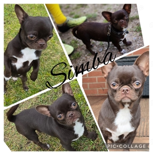 Chihuahua Deckrüde kein Verkauf. bietet seine dienste an