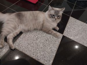 Deckkater hat freie Termine 
