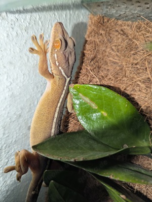 Streifengecko Pärchen   gekko vittatus 