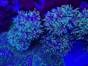 Euphyllia Glabrescens Golden Torch & Fungia Multicolor Korallen