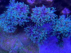 Euphyllia Glabrescens Golden Torch Korallen Bild 2