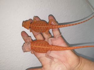 SUCHE Bartagamen Jungtiere Pogona Vitticeps 
