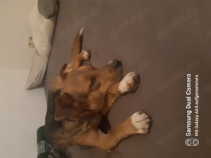 ein einhalb järiger schärferhund mix