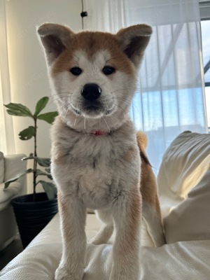 Akita Inu Welpen reinrassig rot weiß Minden abgabebereit