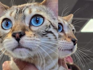 Bengal Katze  Bild 6