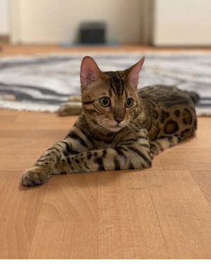 Bengal Katze  Bild 4