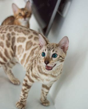 Bengal Katze  Bild 10