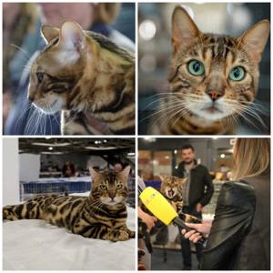 Bengal Katze  Bild 5