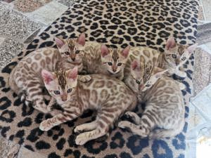 Bengal Katze  Bild 3