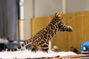 Bengal Katze  Bild 2