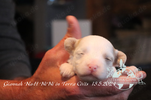 Giannah Nah Ni Ni sucht Zuhause mit Fullservice :-)  Bild 8