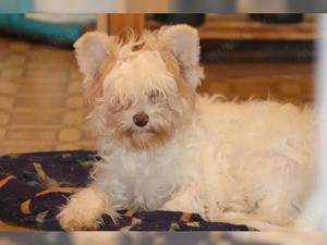 Giannah Nah Ni Ni sucht Zuhause mit Fullservice :-)  Bild 2