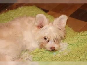 Giannah Nah Ni Ni sucht Zuhause mit Fullservice :-)  Bild 3