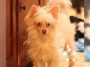 Chinese Crested Powderpuff Girls 