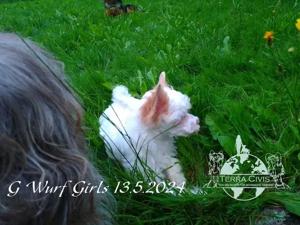 Giannah Nah Ni Ni sucht Zuhause mit Fullservice :-)  Bild 6