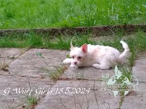 Giannah Nah Ni Ni sucht Zuhause mit Fullservice :-)  Bild 5