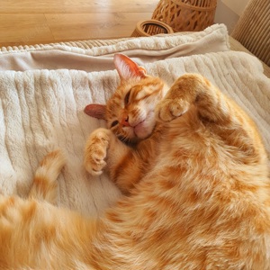 Tierbetreuungen  Bild 2