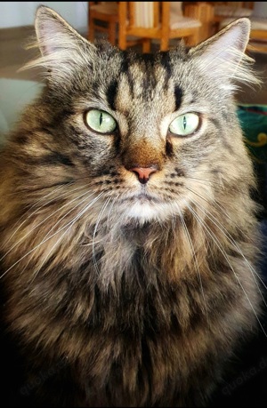 Tierbetreuungen  Bild 3