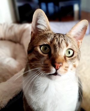 Tierbetreuungen  Bild 4