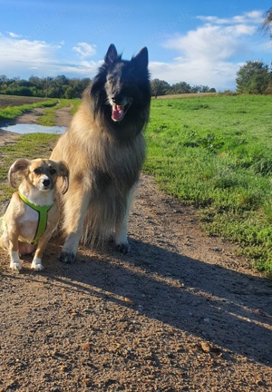 Tierbetreuungen  Bild 7