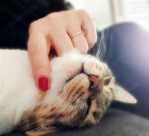 Tierbetreuungen  Bild 5