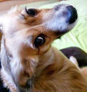 Tierbetreuungen  Bild 6