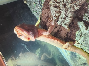 Bartagame Leatherback High Red 