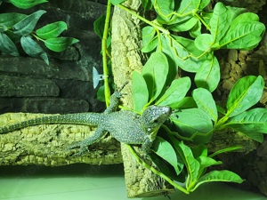 Varanus Indicus