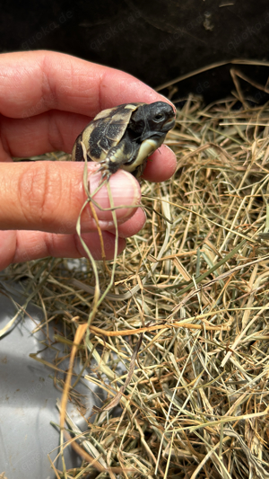 griechische Landschildkröte
